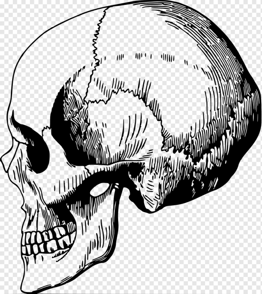 Контур черепа сбоку