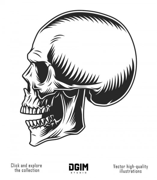 Череп сбоку с открытой челюстью