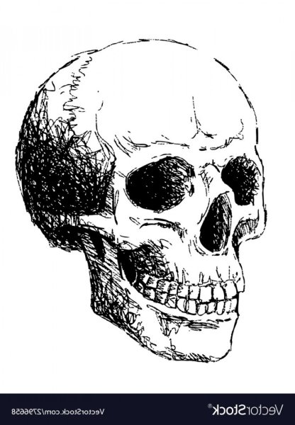 Схематичный череп