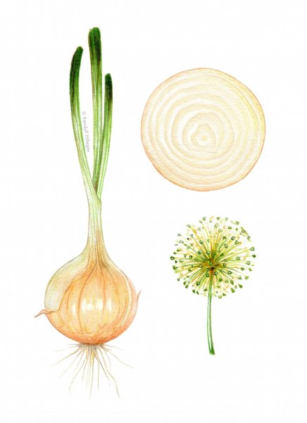 Ботаническая иллюстрация лук репчатый