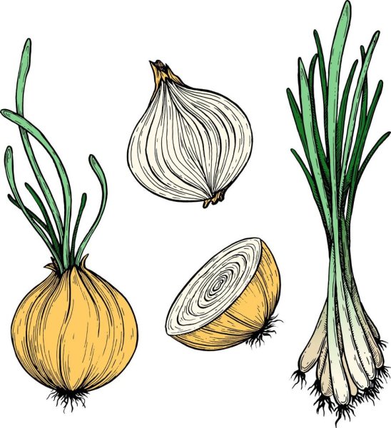 Лук репчатый древняя культура