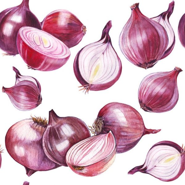 Лук репчатый акварель
