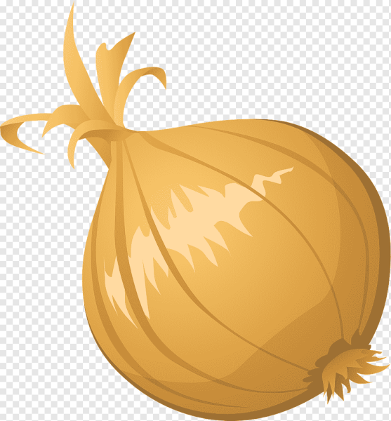 Лук репчатый вектор