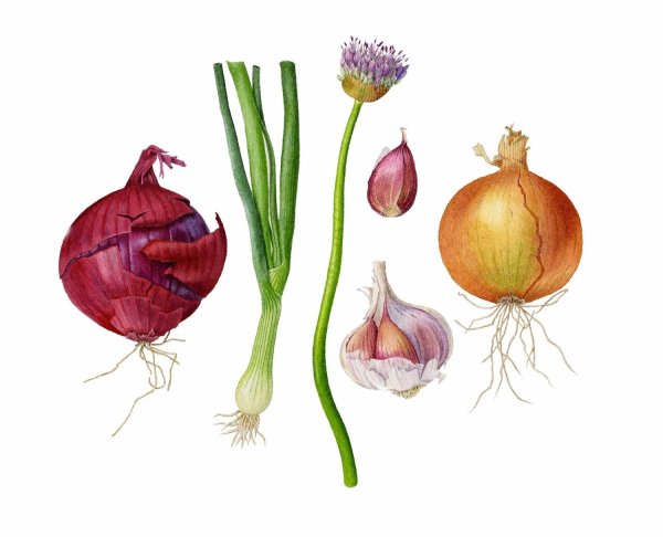 Луковица репчатого лука это плод