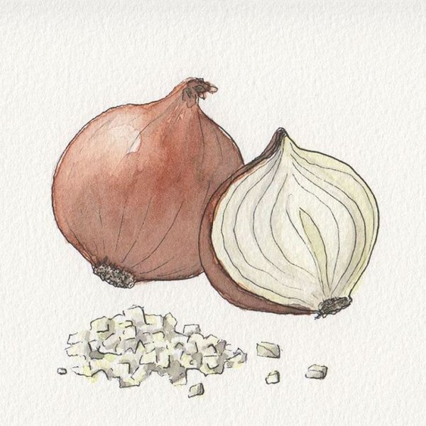 Лук репчатый акварель
