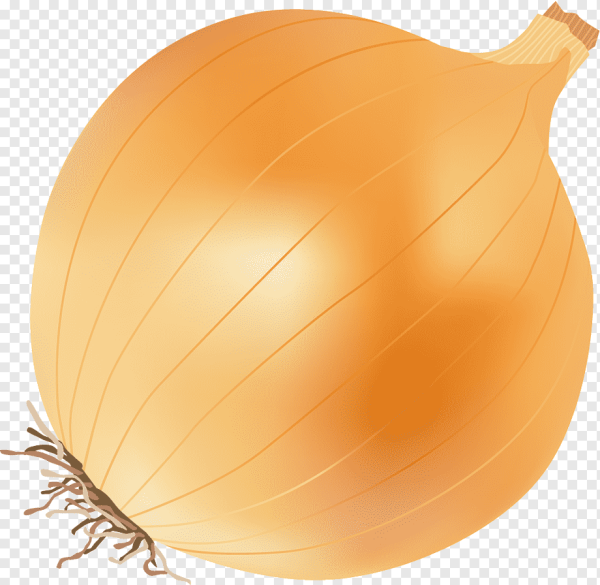 Лук шалот вектор