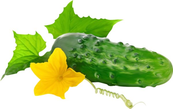 Карточки Домана огурец