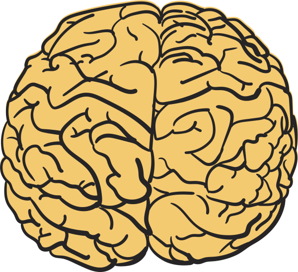 Левое полушарие мозга