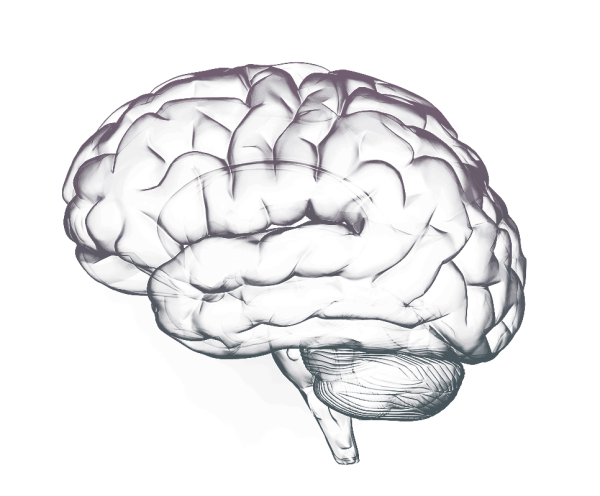 Мозг нарисованный