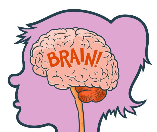 Мозг схематично