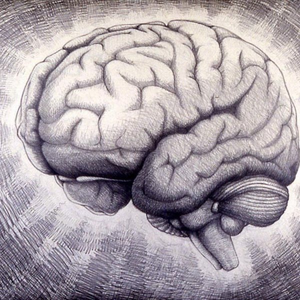 Мозг нарисованный