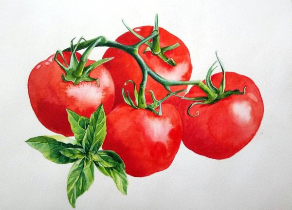 Векторный помидор