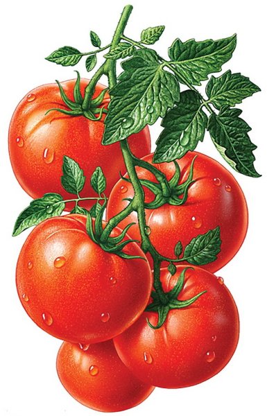 Помидор с глазками