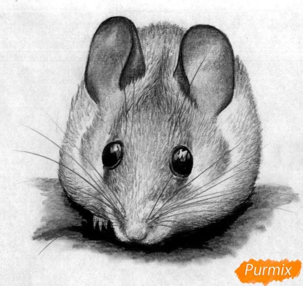 Мышка животных для детей