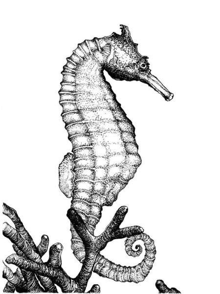 Морской конек акварель