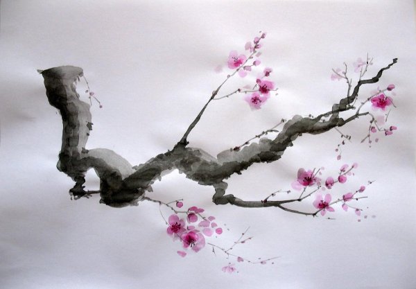 Ветка Сакуры