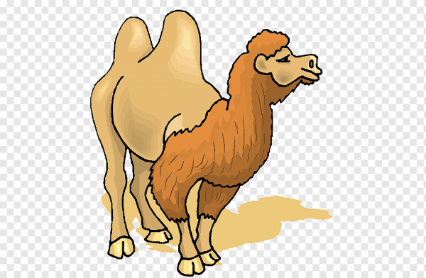 Верблюд мультяшный