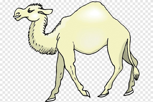 Нарисовать верблюда