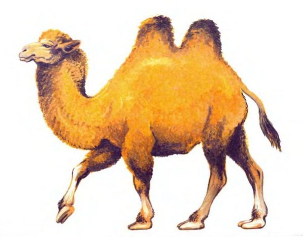 Домашние животные верблюд