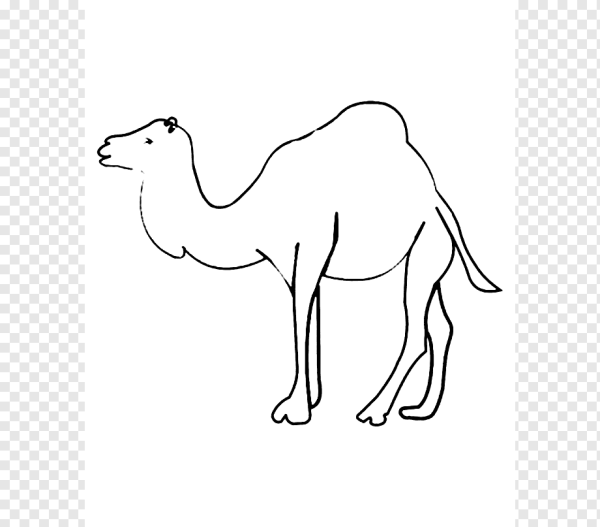 Верблюд рисунок