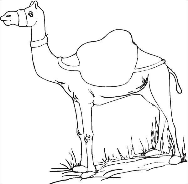 Верблюд раскраска для детей