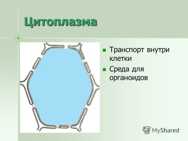 Цитоплазма клетки