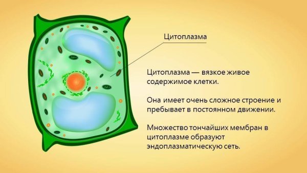 Структура клетки растения цитоплазма