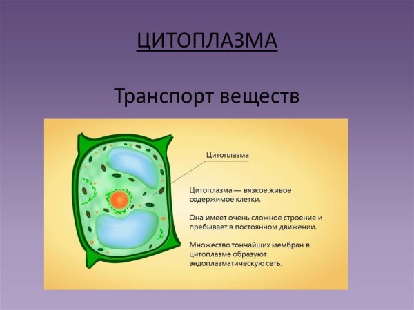 Строение цитоплазмы