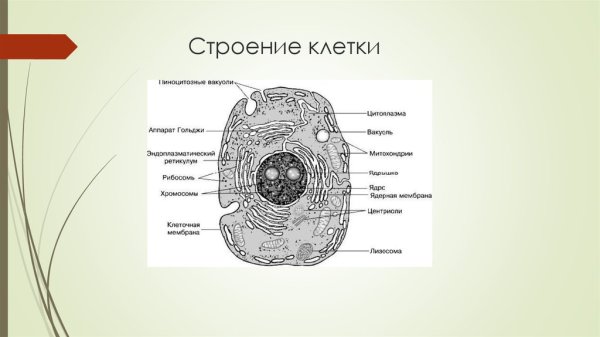 Клетка животного строение в цитоплазме