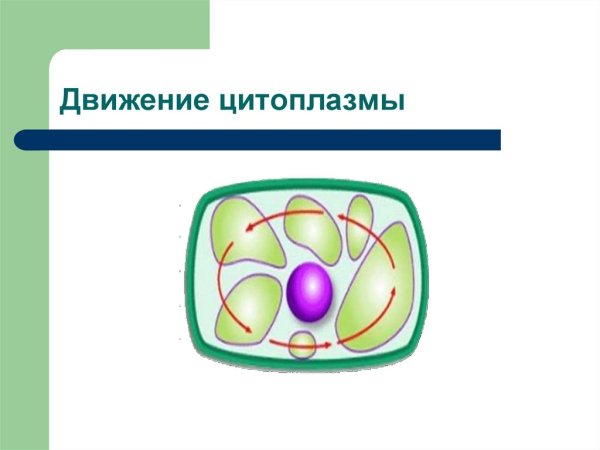 Движение цитоплазмы в растительной клетке