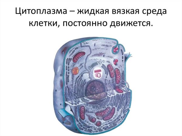 Строение клетки гиалоплазма