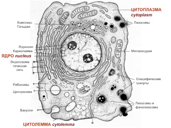 Эндоплазматическая сеть рибосомы комплекс Гольджи лизосомы