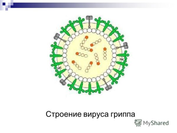 Схематическое строение вируса гриппа