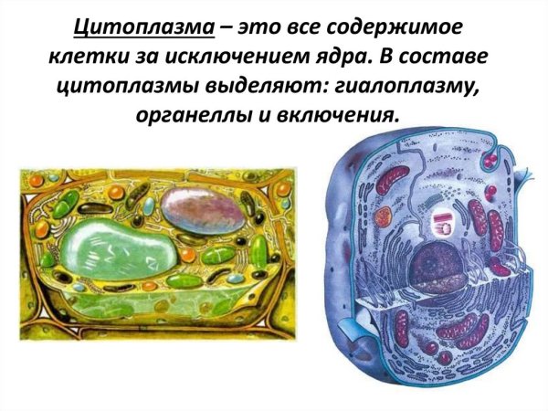 Функция цитоплазмы в растительной клетке