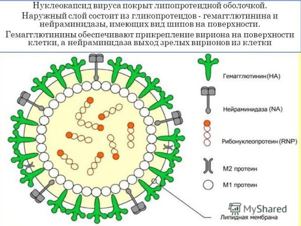 Строение вируса гриппа рисунок