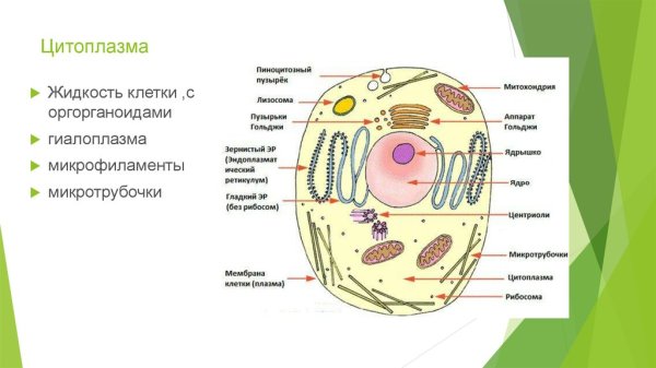 Строение цитоплазмы растительной клетки