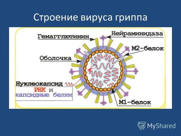 Строение вируса гриппа микробиология