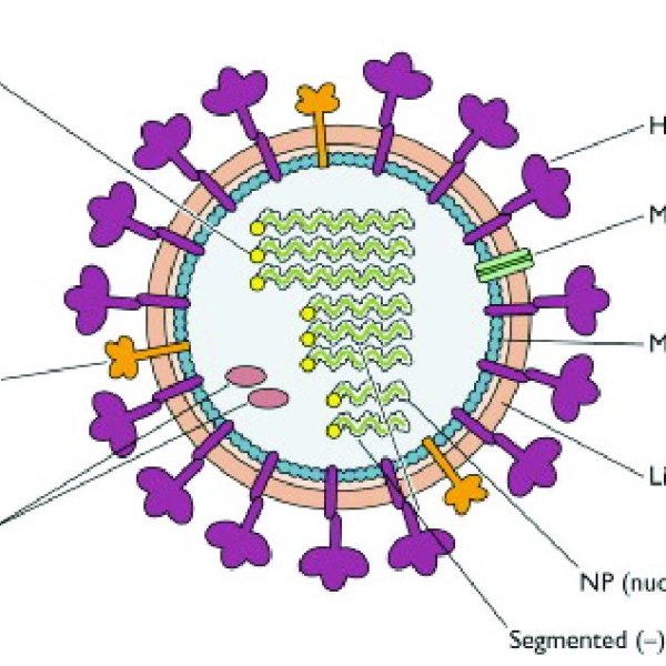 Основные структурные компоненты вириона вируса гриппа типа а