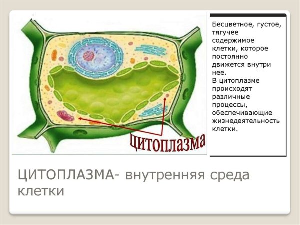 Цитоплазма в клетке растения