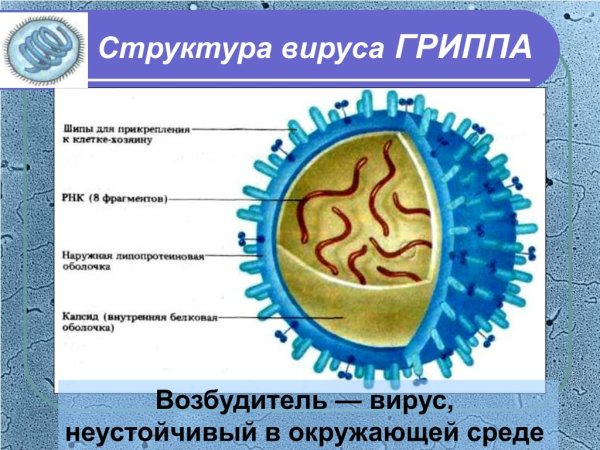Схематическая структура вируса гриппа