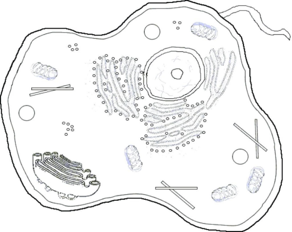 Цитоплазма растительной клетки схема