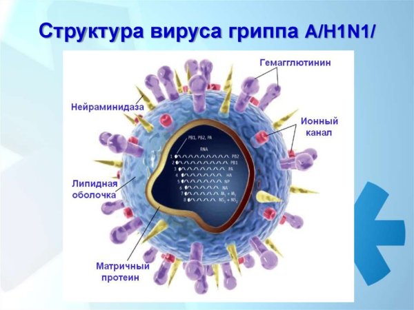 Структура вируса гриппа аh1n1