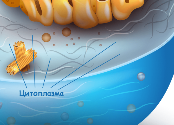 Цитоплазма клетки