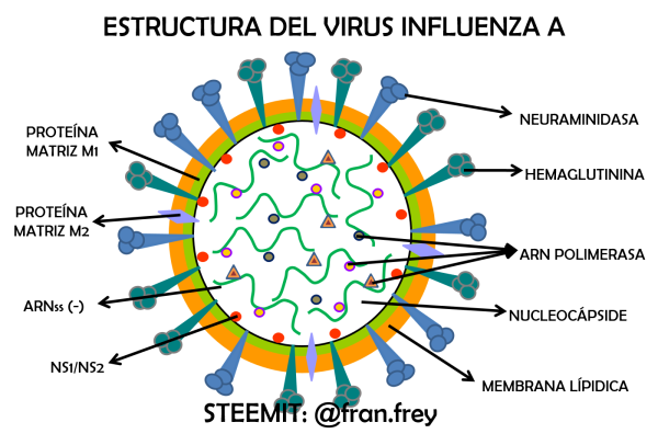 Род Influenzavirus а