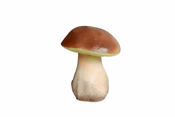 Белый масленок гриб