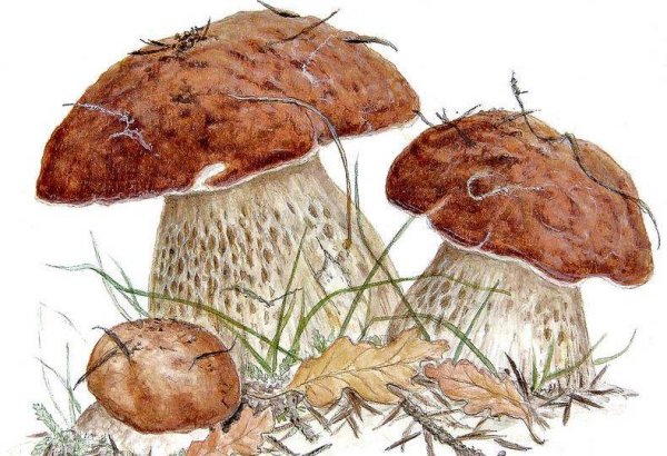 Гриб рисунок