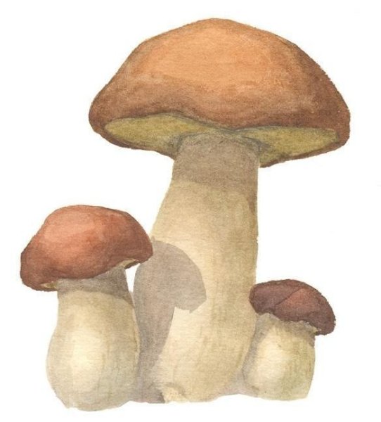 «Грибы для белки» (Комарова, с.36)