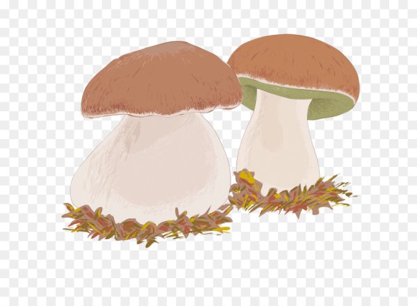 Грибы презентация