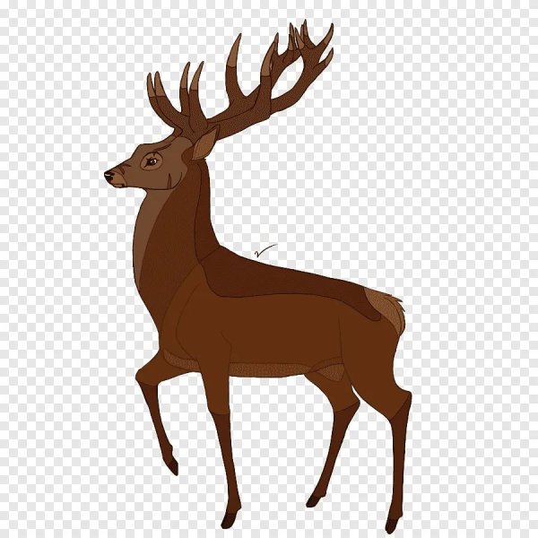 Раскраска Олененок