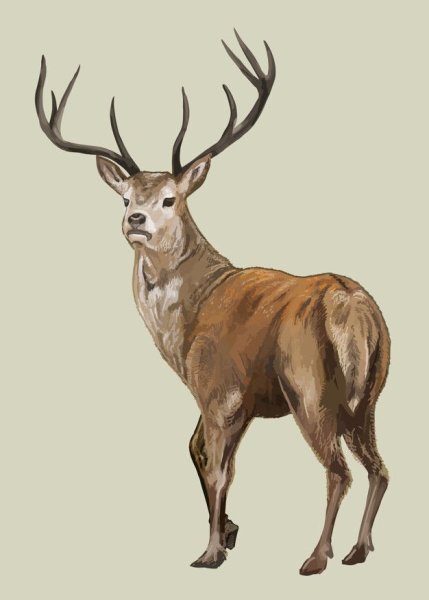 Олень для детского сада